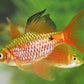 ROSY GOLD LONGFIN BARB