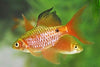 ROSY GOLD LONGFIN BARB