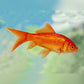 GOLD FISH -COMET