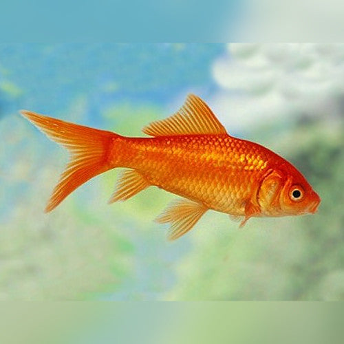 GOLD FISH -COMET