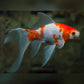 GOLD FISH - SARASA COMET