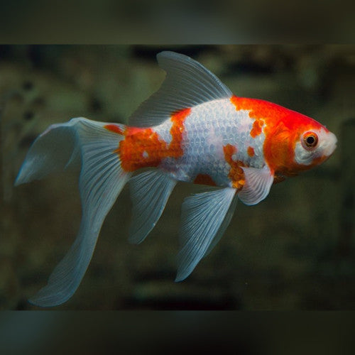 GOLD FISH - SARASA COMET