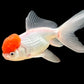 GOLD FISH - RED CAP ORANDA