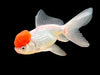 GOLD FISH - RED CAP ORANDA