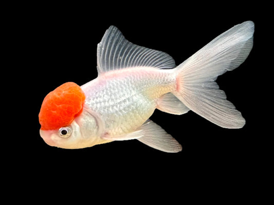 GOLD FISH - RED CAP ORANDA