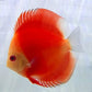 Red Melon Discus Fish
