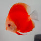 Red Melon Discus Fish