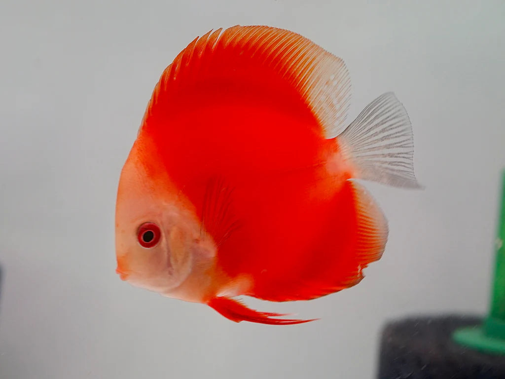Red Melon Discus Fish