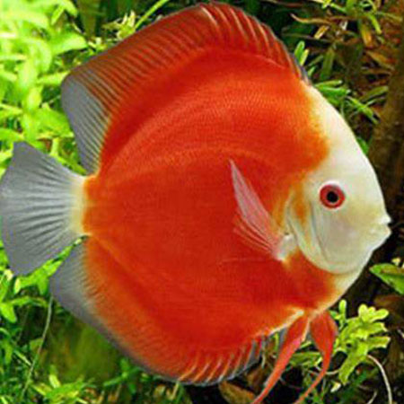 Red Melon Discus Fish