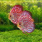 Red Pigeon Checkerboard Discus