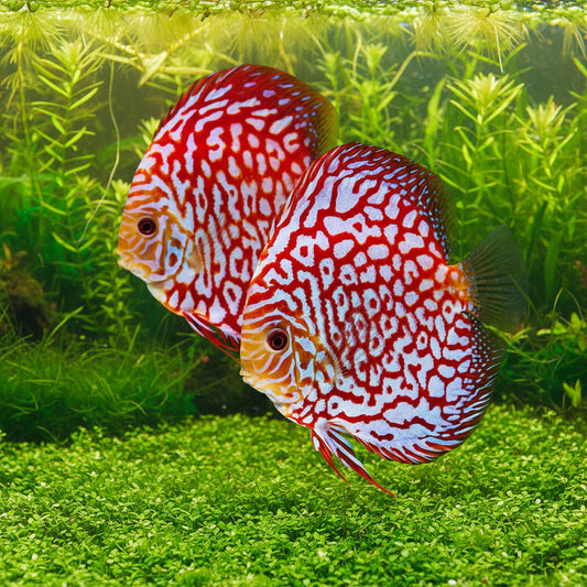 Red Pigeon Checkerboard Discus