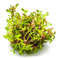 Rotala rotundifolia 'Blood Red'