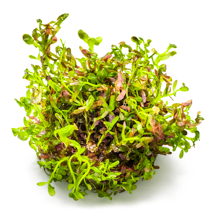 Rotala rotundifolia 'Blood Red'