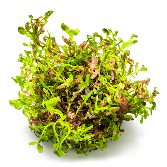 Rotala rotundifolia 'Blood Red'