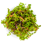 Rotala rotundifolia 'Blood Red'