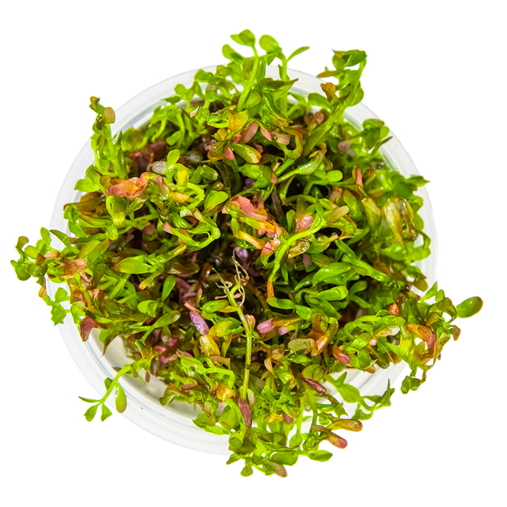 Rotala rotundifolia 'Blood Red'