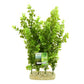 Plastic / Silk Plants