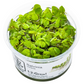 Salvinia minima - Floating Plant