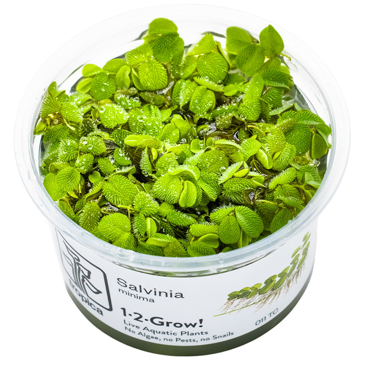 Salvinia minima - Floating Plant