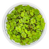 Salvinia minima - Floating Plant