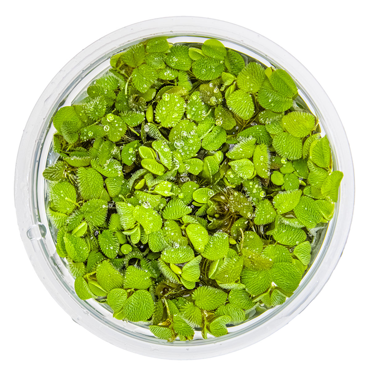 Salvinia minima - Floating Plant