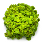 Salvinia minima - Floating Plant