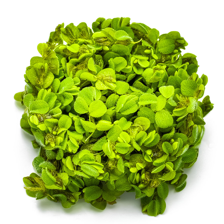Salvinia minima - Floating Plant