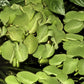 Salvinia minima - Floating Plant