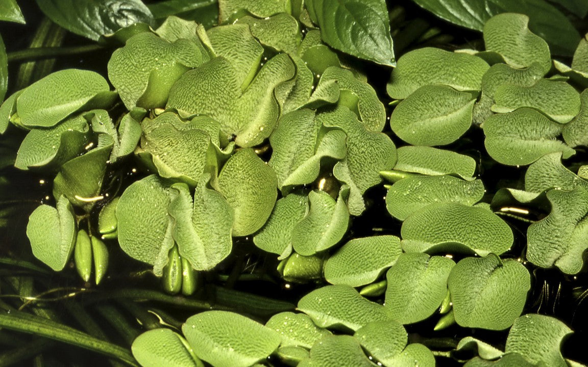 Salvinia minima - Floating Plant
