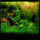 Salvinia minima - Floating Plant
