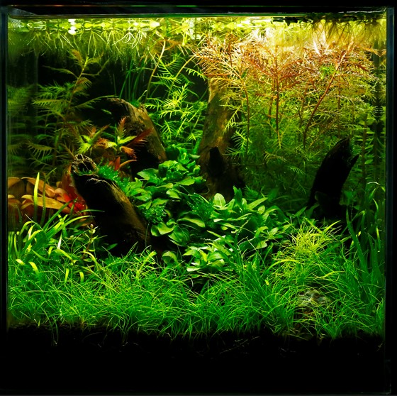 Salvinia minima - Floating Plant