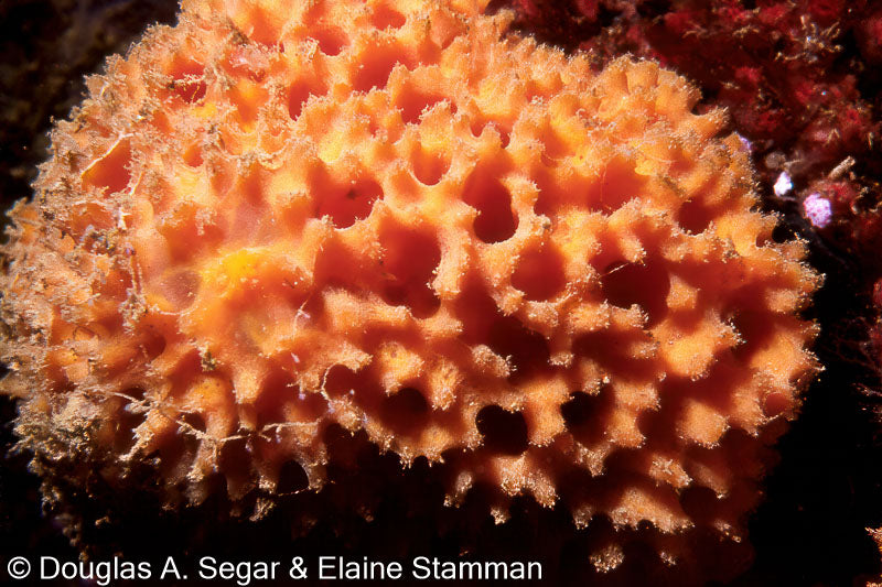 Champagne Glass Sponge / Orange