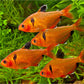 Healthy Serpae Tetra schooling fish for sale Ireland