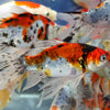 GOLD FISH - SHUBUNKIN