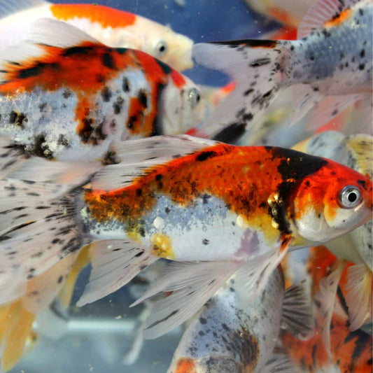 GOLD FISH - SHUBUNKIN