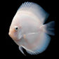 Snow White Discus