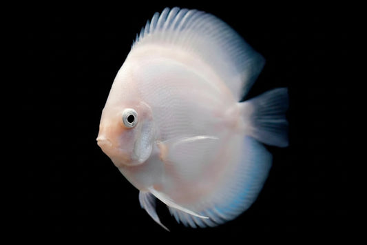 Snow White Discus
