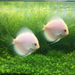 Snow White Discus