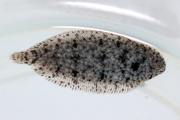 VILLOSUS SOLE