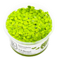 Spirodela polyrrhiza ( Duckweed )