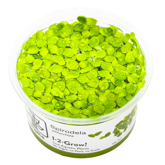 Spirodela polyrrhiza ( Duckweed )