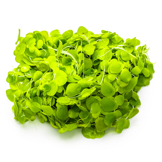 Spirodela polyrrhiza ( Duckweed )