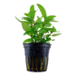 Staurogyne repens