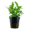 Staurogyne repens