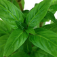 Staurogyne repens