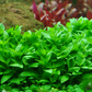 Staurogyne repens