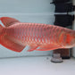 SUPER RED AROWANA