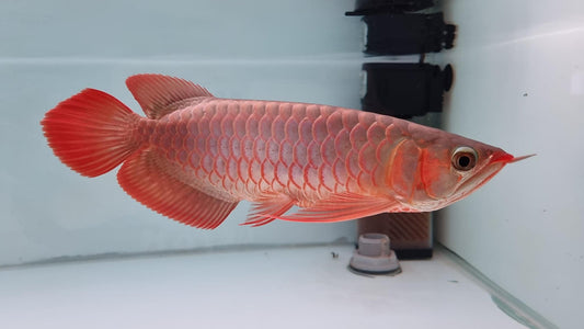 Super Red Arowana