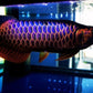 ULTRA BLUE BASE GOLDEN AROWANA - PREMIUM