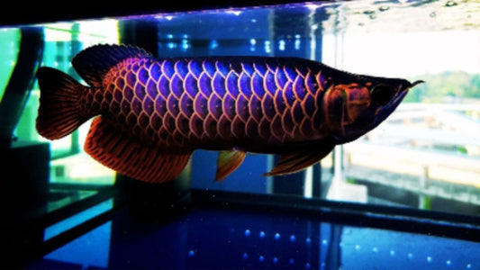 ULTRA BLUE BASE GOLDEN AROWANA - PREMIUM